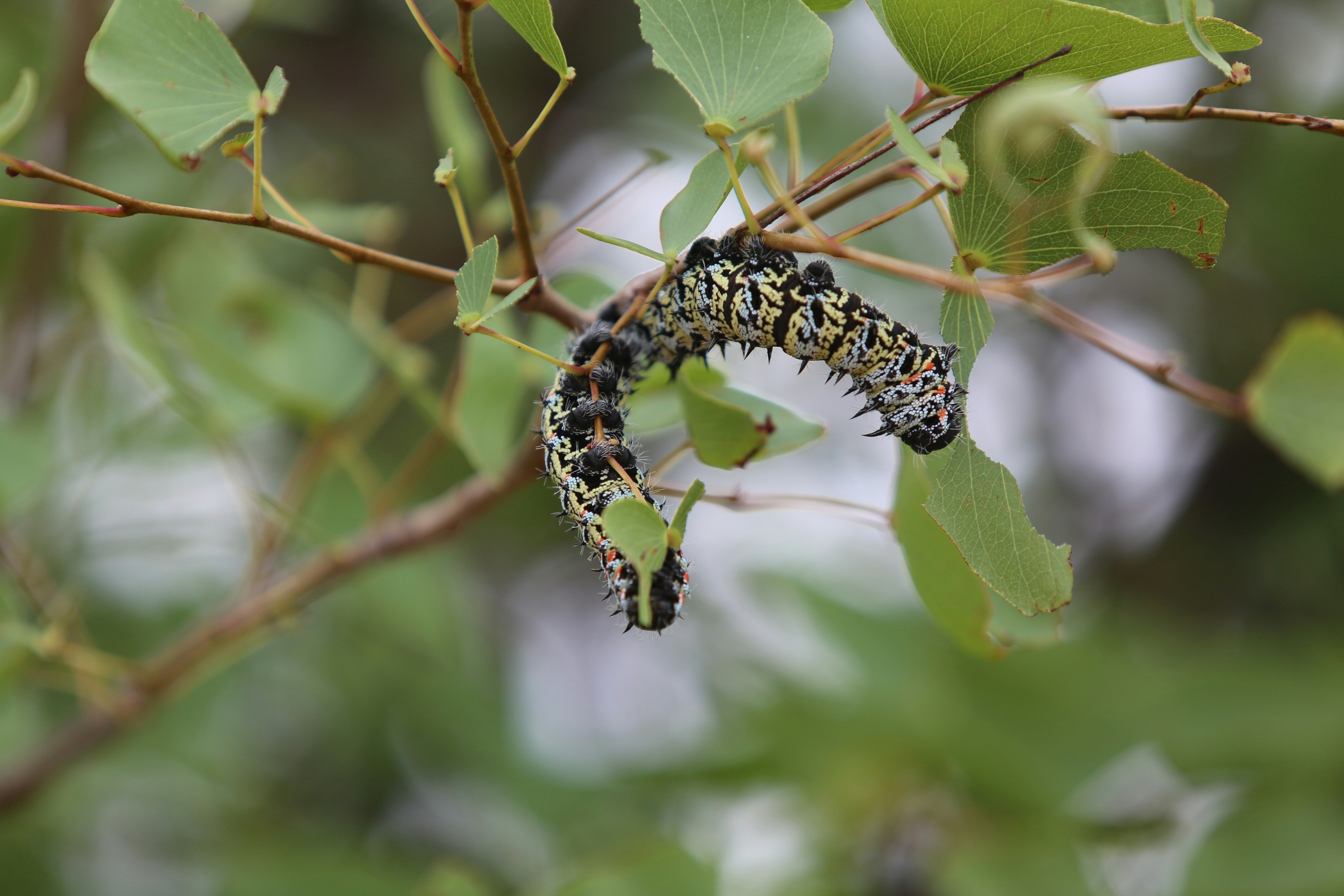 Photo by angelokarabo053