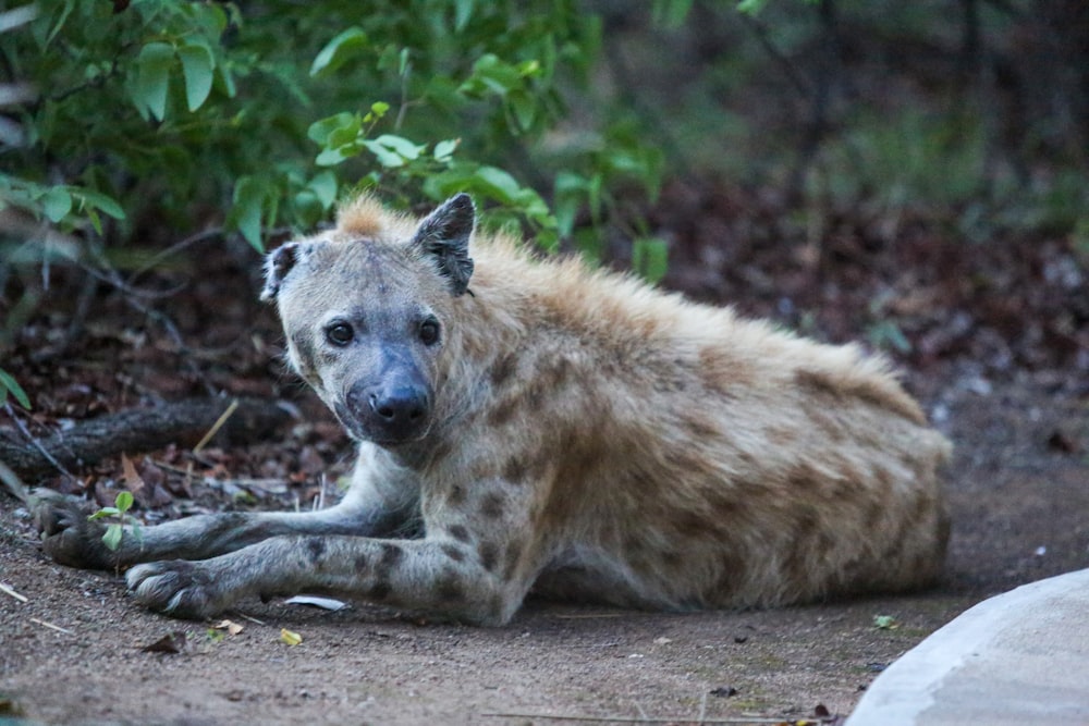 a hyena laying on the ground in the woods