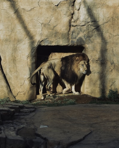 a couple of lions standing next to each other