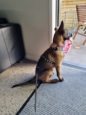 A dog with light brown fur is sitting on a carpet inside a house, looking out through a glass door. It is wearing a black harness with a leash attached and has a pink cloth or toy in its mouth. Outside, there is a wooden chair and part of a deck is visible.
