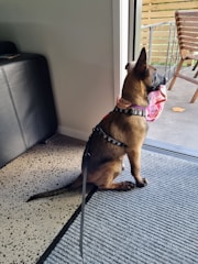 A dog with light brown fur is sitting on a carpet inside a house, looking out through a glass door. It is wearing a black harness with a leash attached and has a pink cloth or toy in its mouth. Outside, there is a wooden chair and part of a deck is visible.