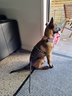 A dog with light brown fur is sitting on a carpet inside a house, looking out through a glass door. It is wearing a black harness with a leash attached and has a pink cloth or toy in its mouth. Outside, there is a wooden chair and part of a deck is visible.