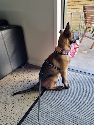 A dog with light brown fur is sitting on a carpet inside a house, looking out through a glass door. It is wearing a black harness with a leash attached and has a pink cloth or toy in its mouth. Outside, there is a wooden chair and part of a deck is visible.