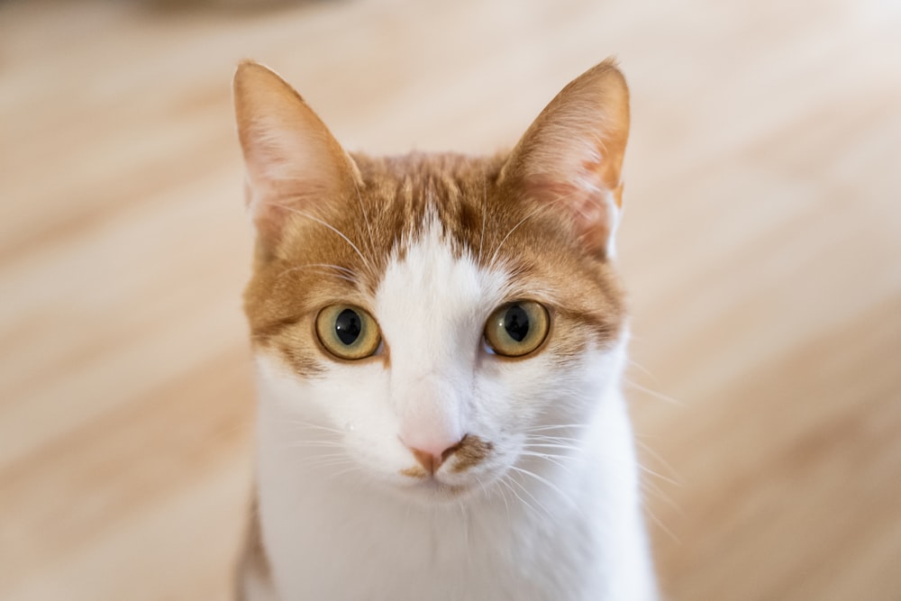 a close up of a cat on a wooden floor