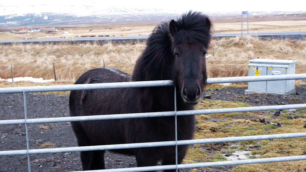 a black horse standing behind a metal fence