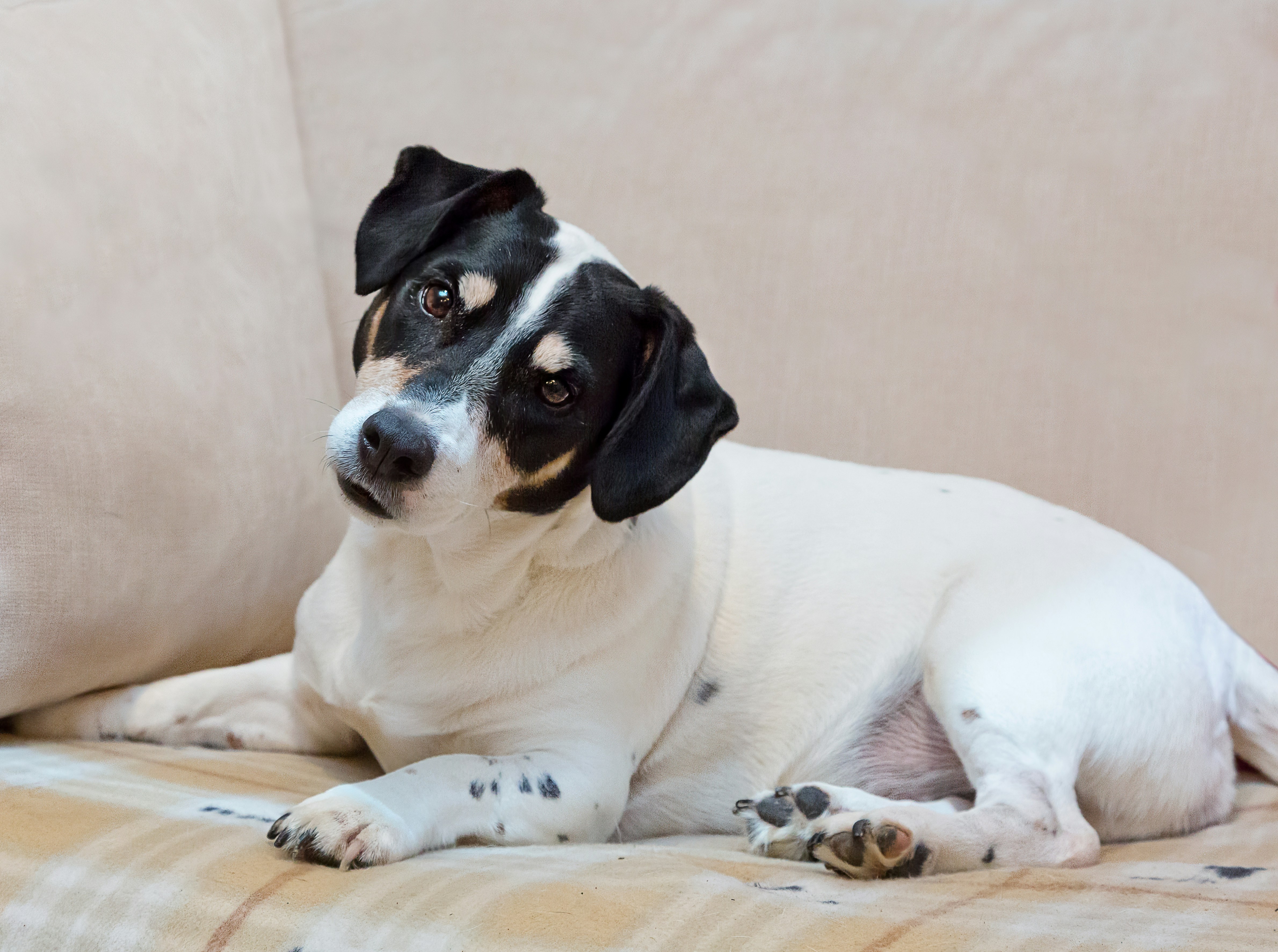 How Much Do Dogs Cost