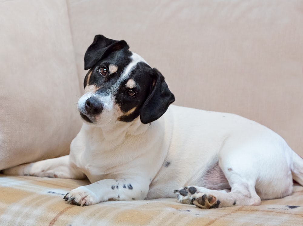 a black and white dog laying on top of a couch