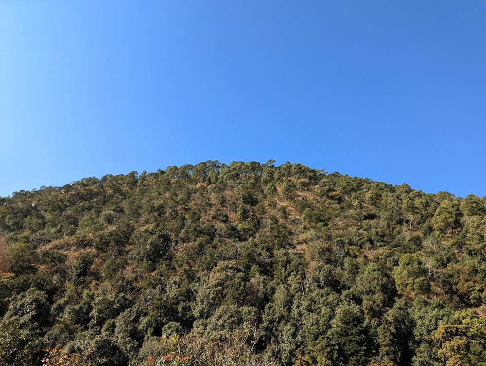 une colline avec des arbres sur le flanc