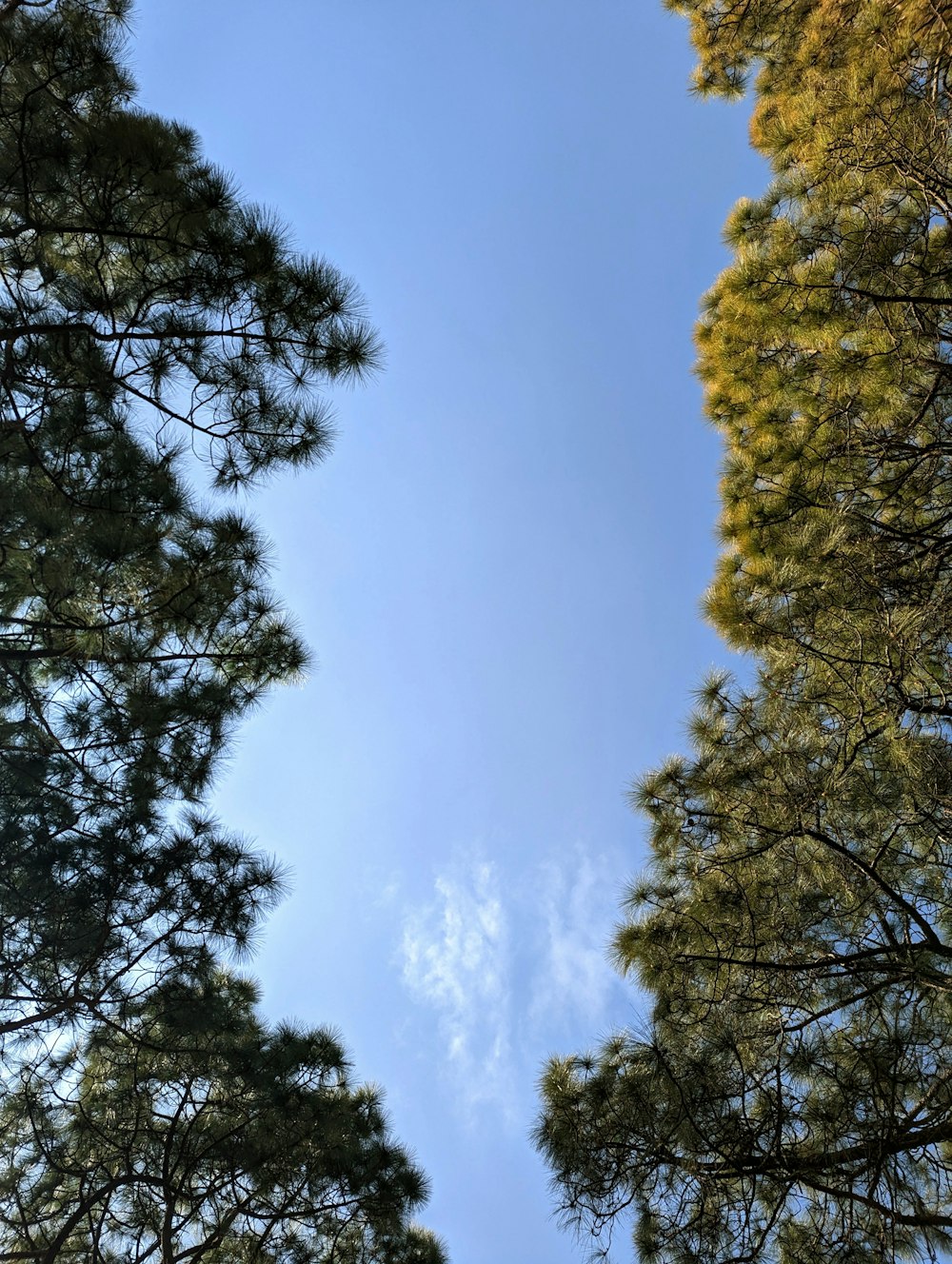 um grupo de árvores com um céu azul no fundo