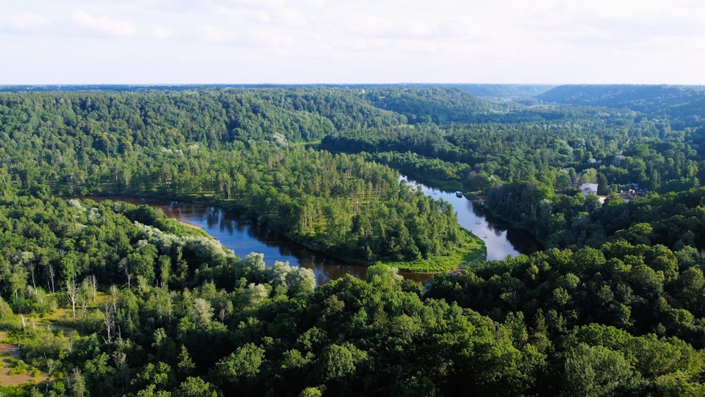 a river running through a lush green forest