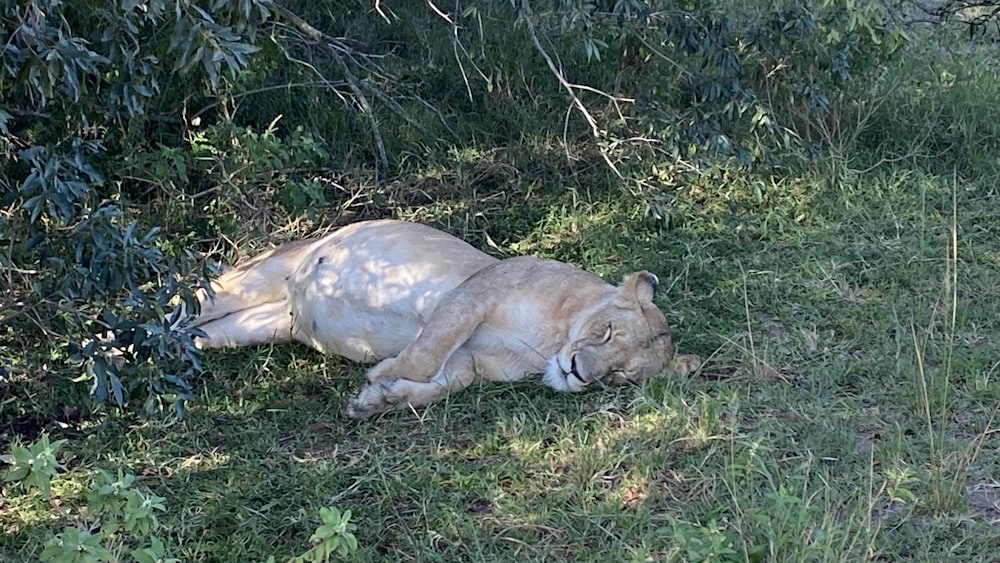 a white lion laying down in the grass
