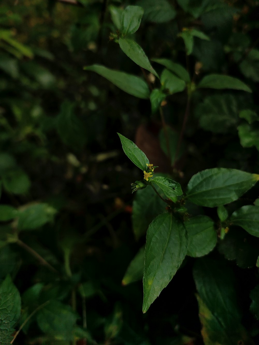 a close up of a green plant with leaves