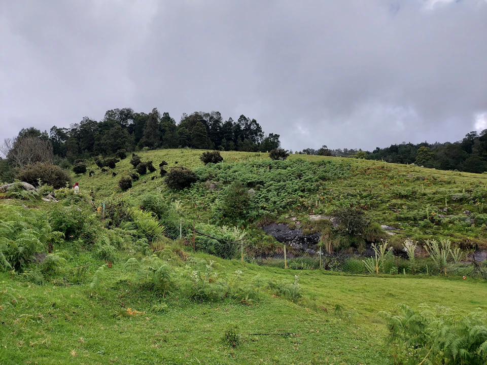 The image depicts a lush, green hillside with trees and bushes scattered throughout. The hill is covered in grass that sways gently in the breeze, creating a sense of tranquility. In the distance, beyond the verdant landscape, there are rocks visible on the right side of the frame. The sky above is filled with clouds, casting a soft light over the scene and adding depth to the image.