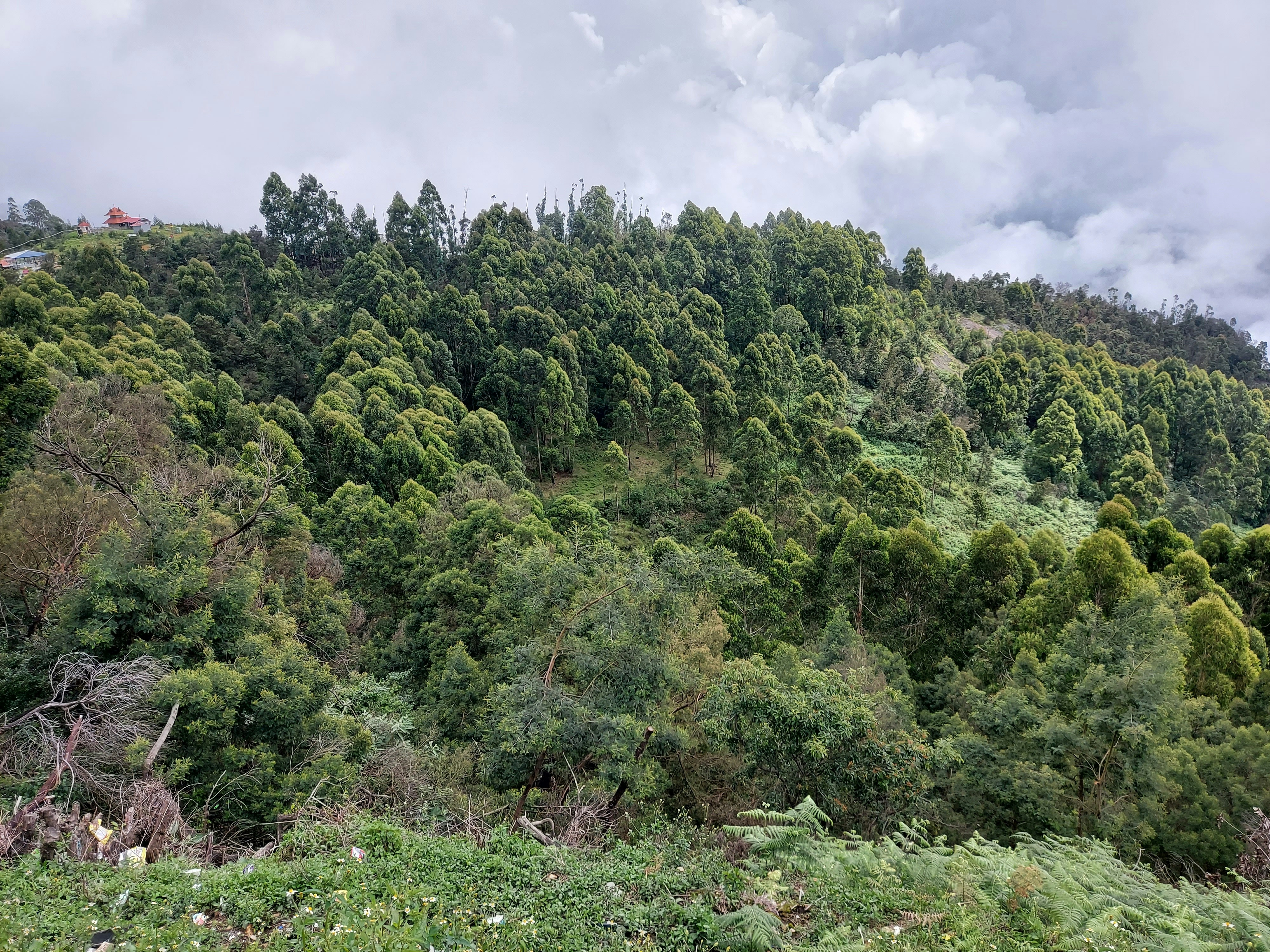 a lush green hillside covered in lots of trees