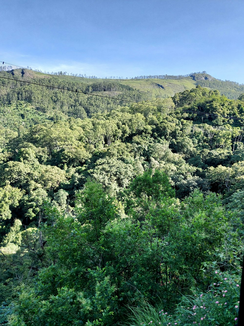 a lush green forest filled with lots of trees