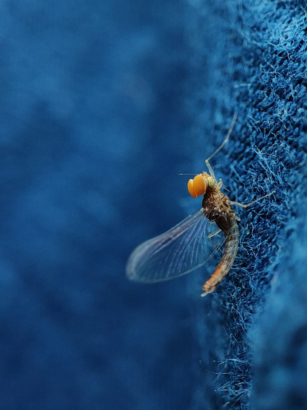 a close up of a fly on a blue surface