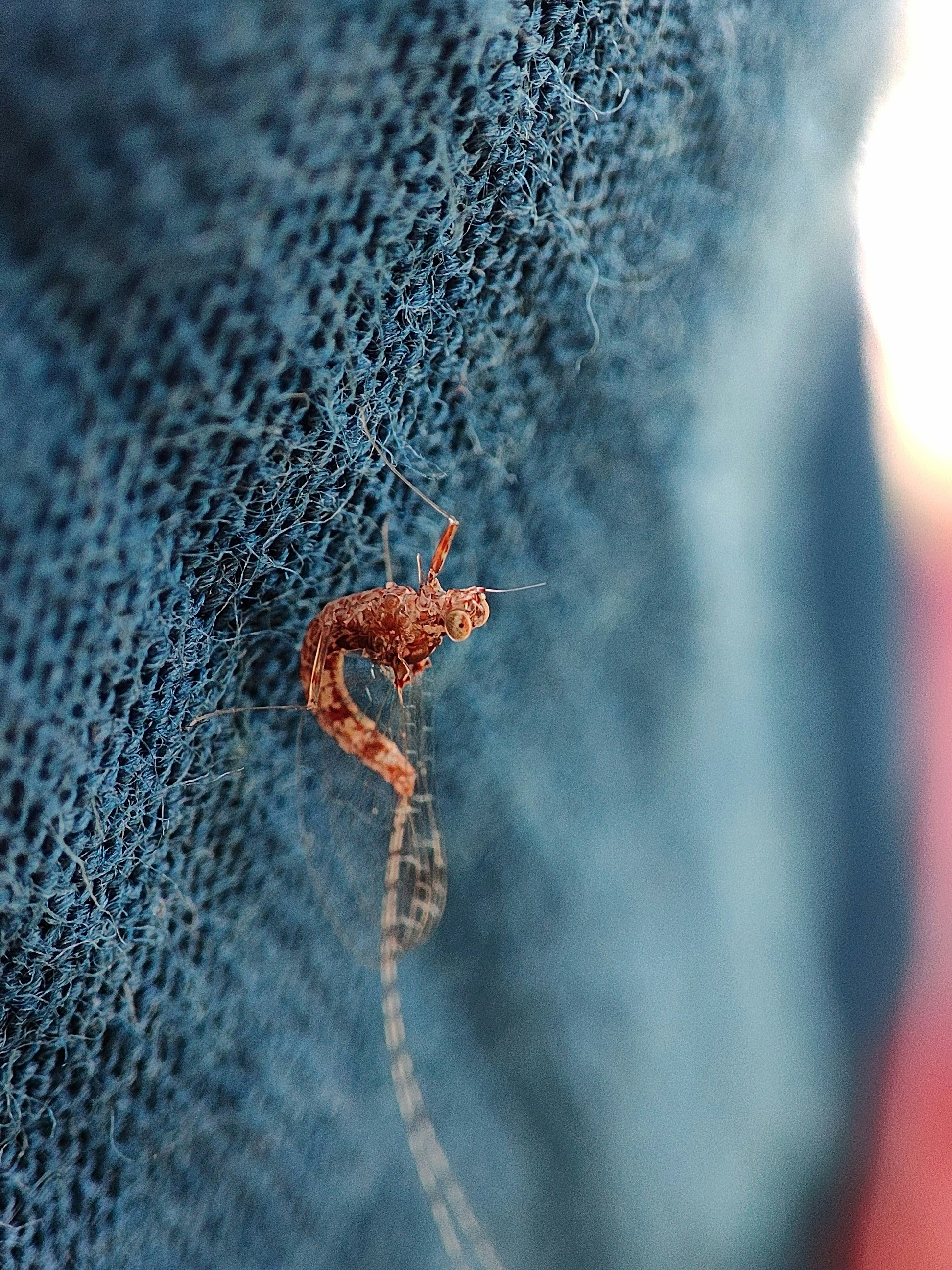 Un primer plano de un pequeño insecto en los jeans de una persona