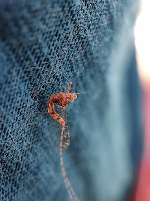 A close-up view of a small insect with a slender, elongated body and long antennae, positioned on a textured blue fabric. The insect appears to be a type of mayfly or similar species, exhibiting intricate wing patterns.