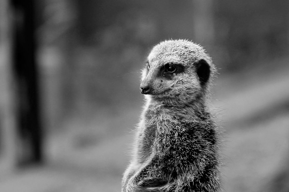 uma foto em preto e branco de um suricato