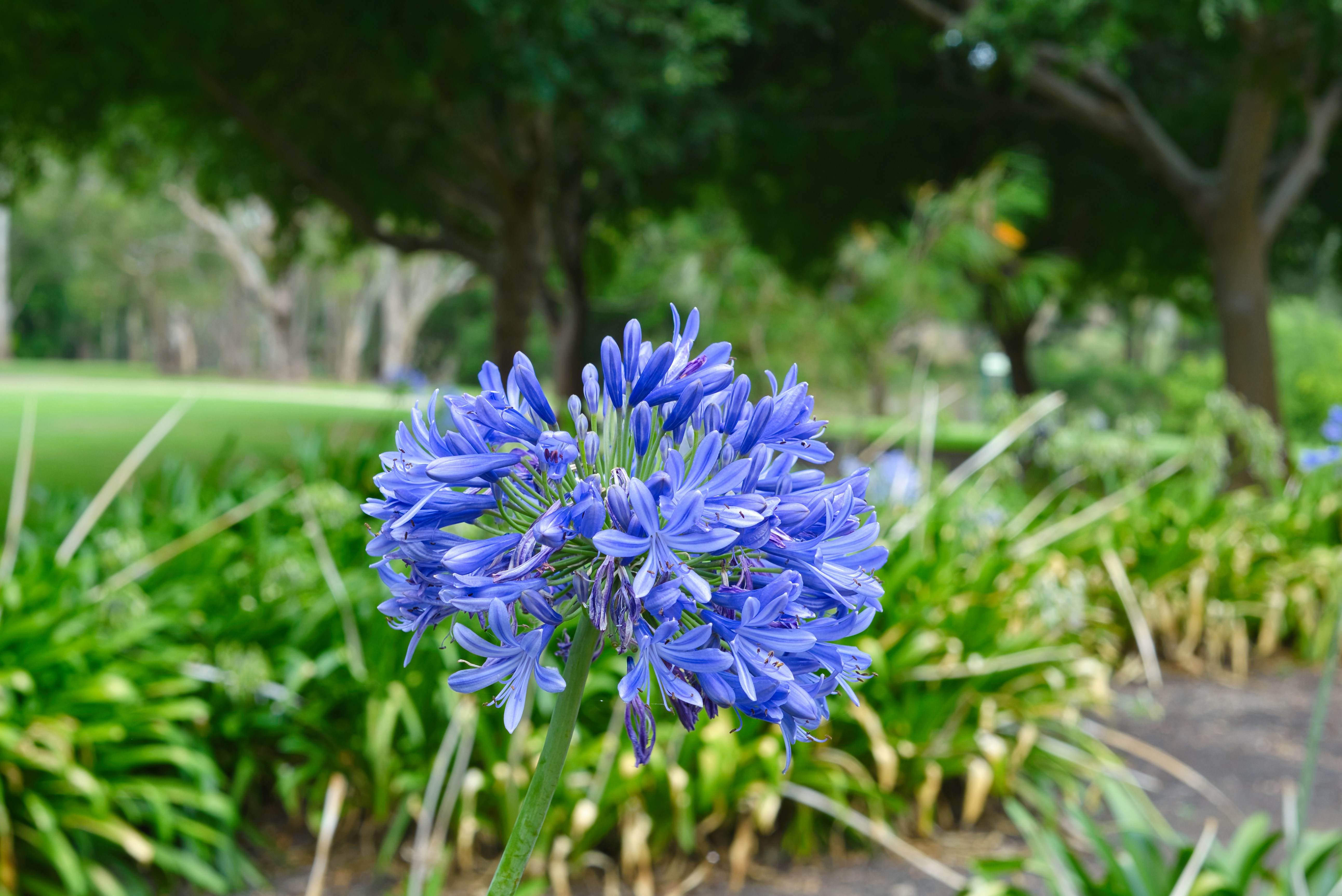 Un primer plano de una flor azul en un campo