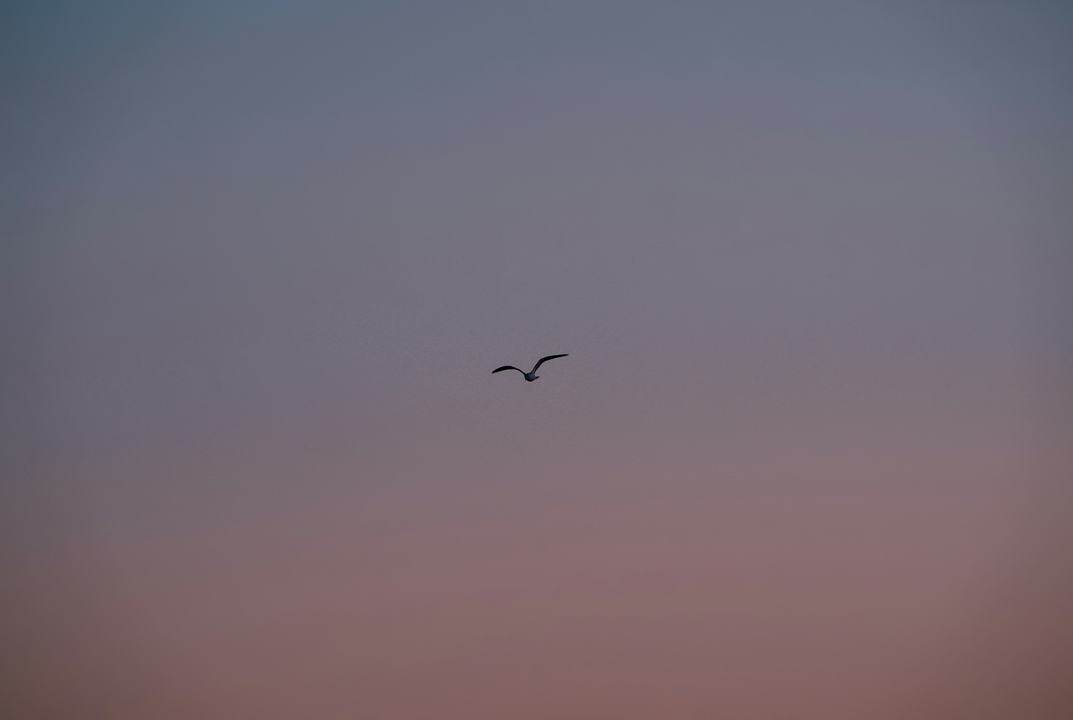 Ein paar Vögel fliegen durch einen bewölkten Himmel