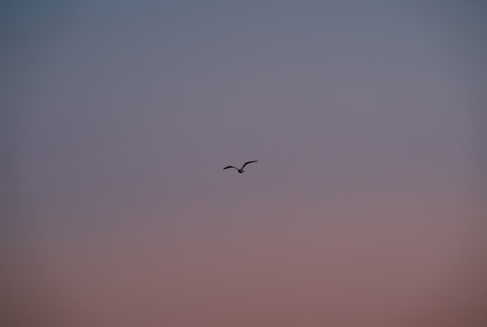Un couple d’oiseaux volant dans un ciel nuageux