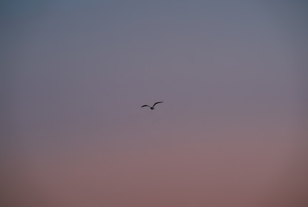 曇り空を飛ぶ数羽の鳥