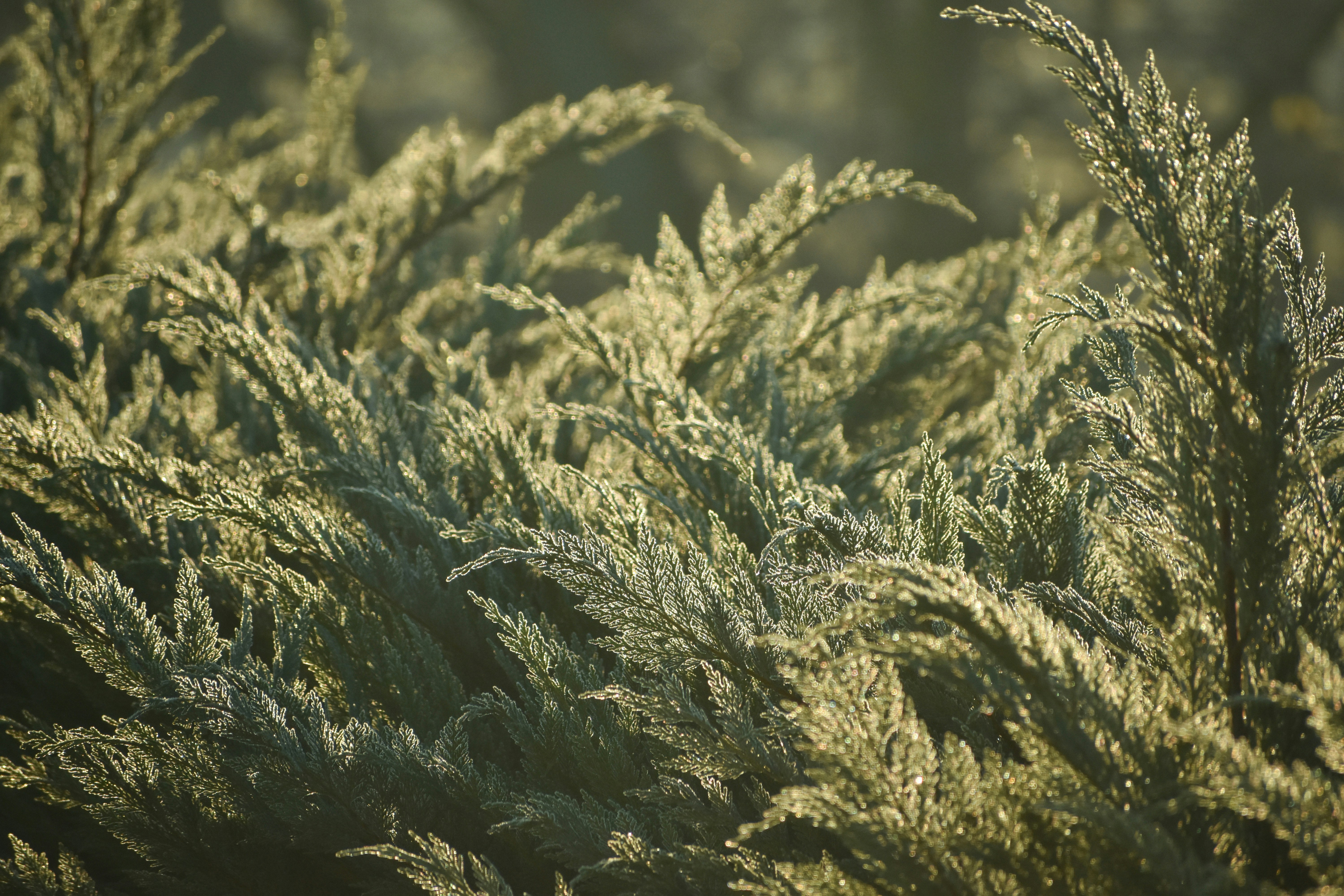 a close up of a bush with lots of green leaves
