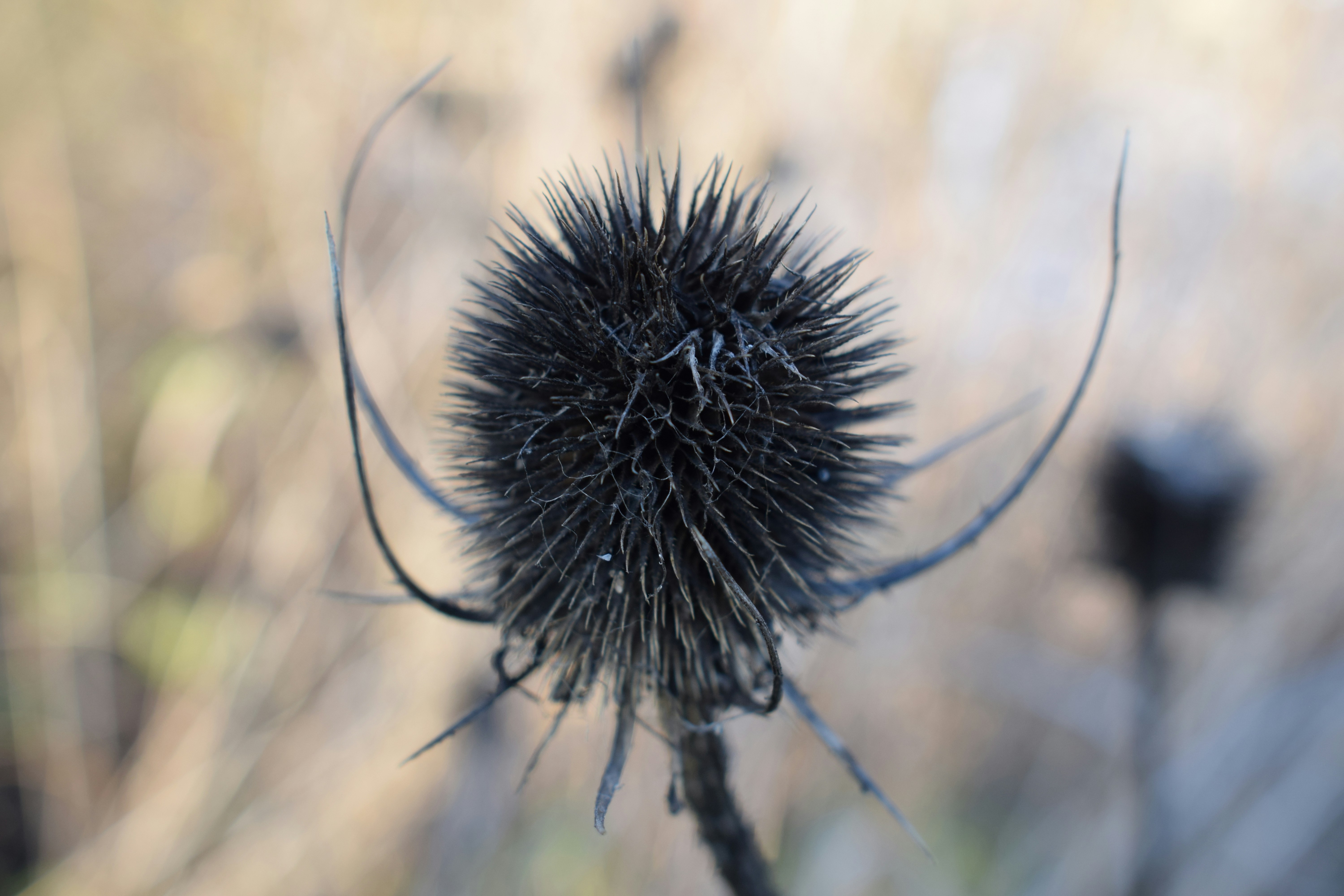 a close up of a plant with a blurry background