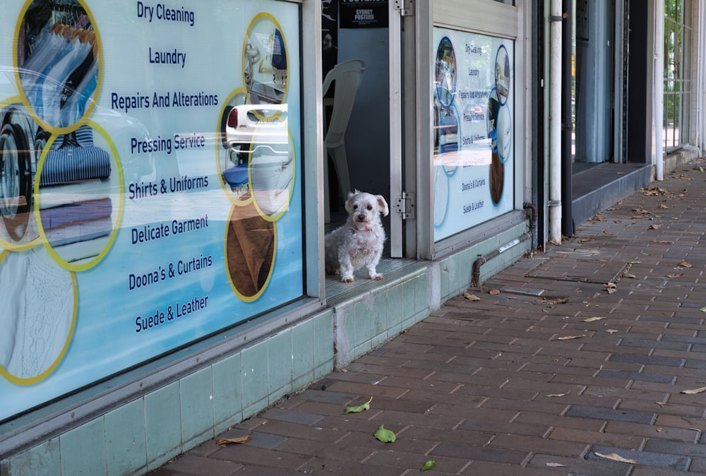 a small white dog sitting in the window of a shoe store