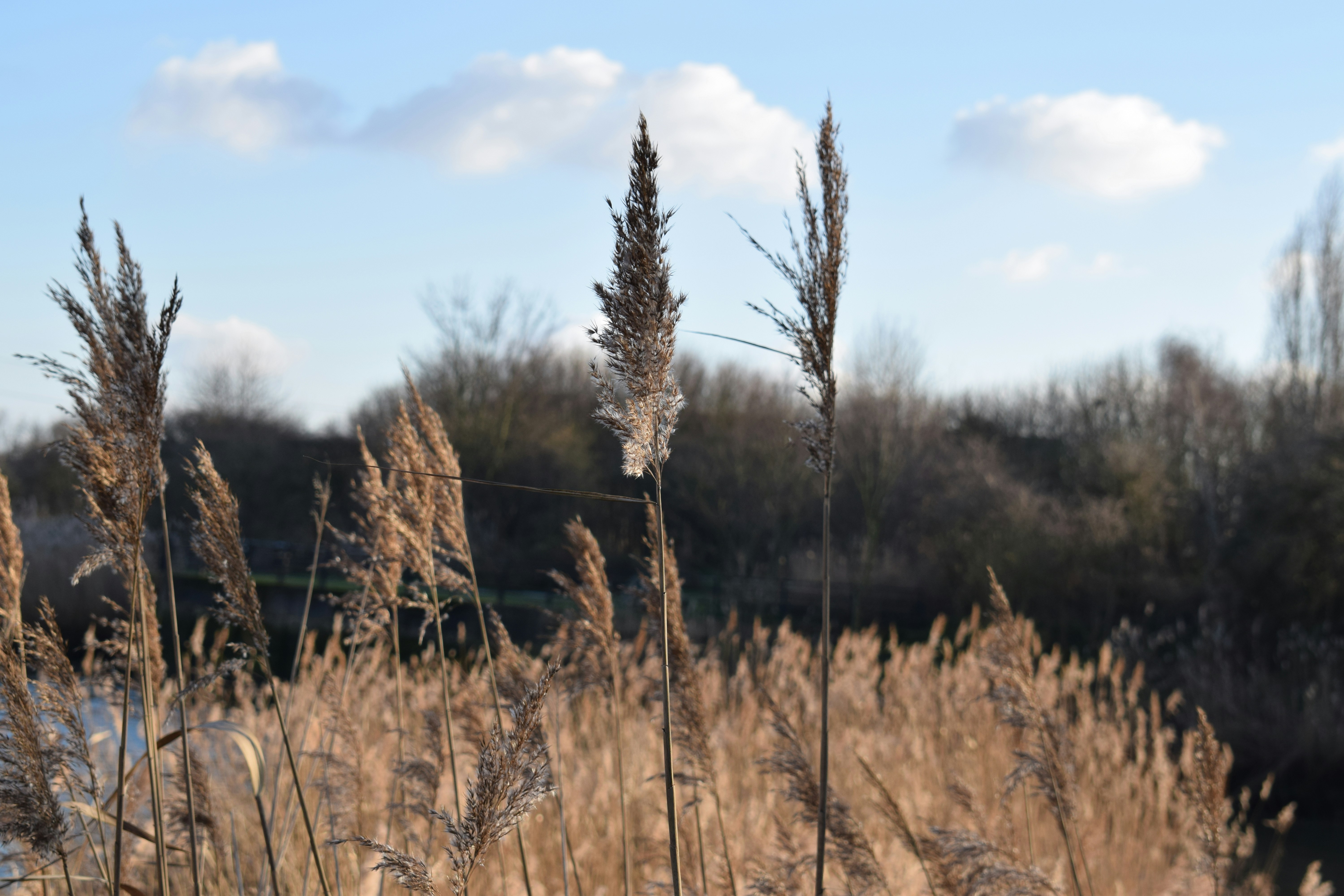 a field of tall dry grass with trees in the background