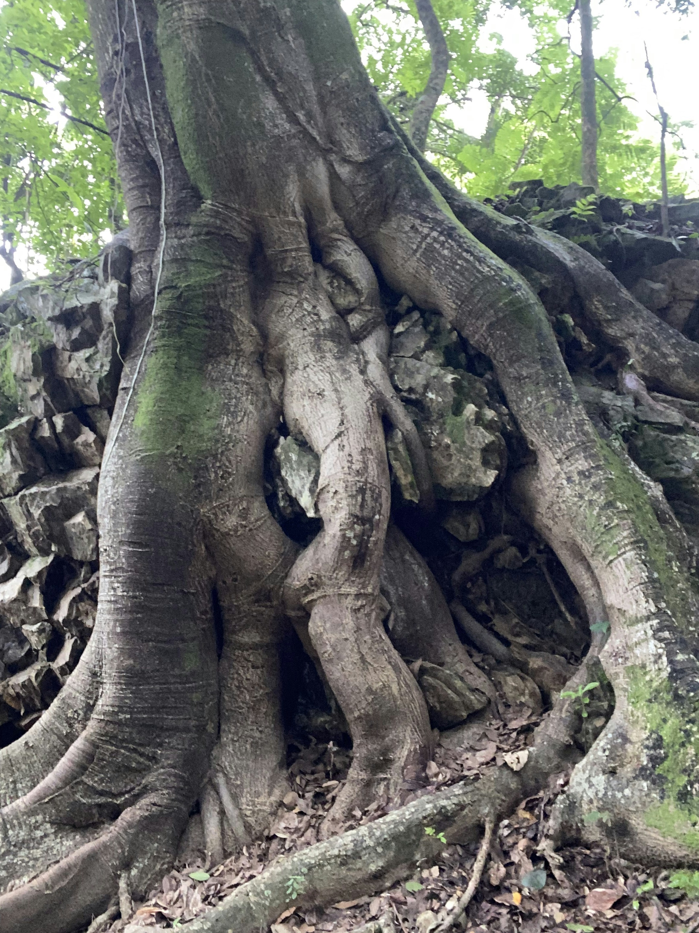 A large, strong tree with deep roots