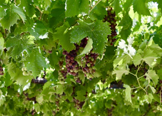 A winemaker inspecting grape clusters in a sunlit vineyard row