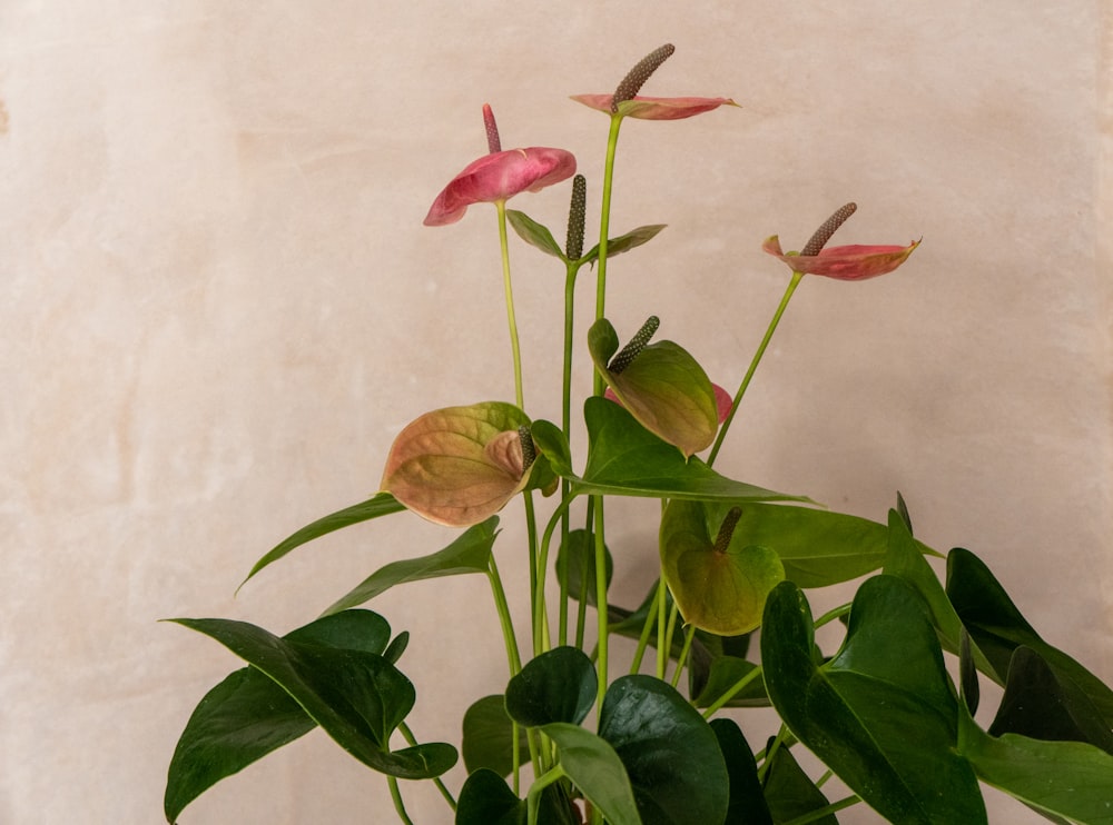 a potted plant with pink flowers and green leaves