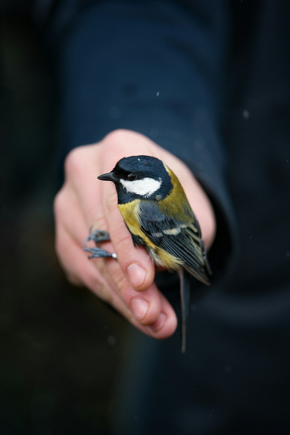 a small bird perched on top of a persons hand