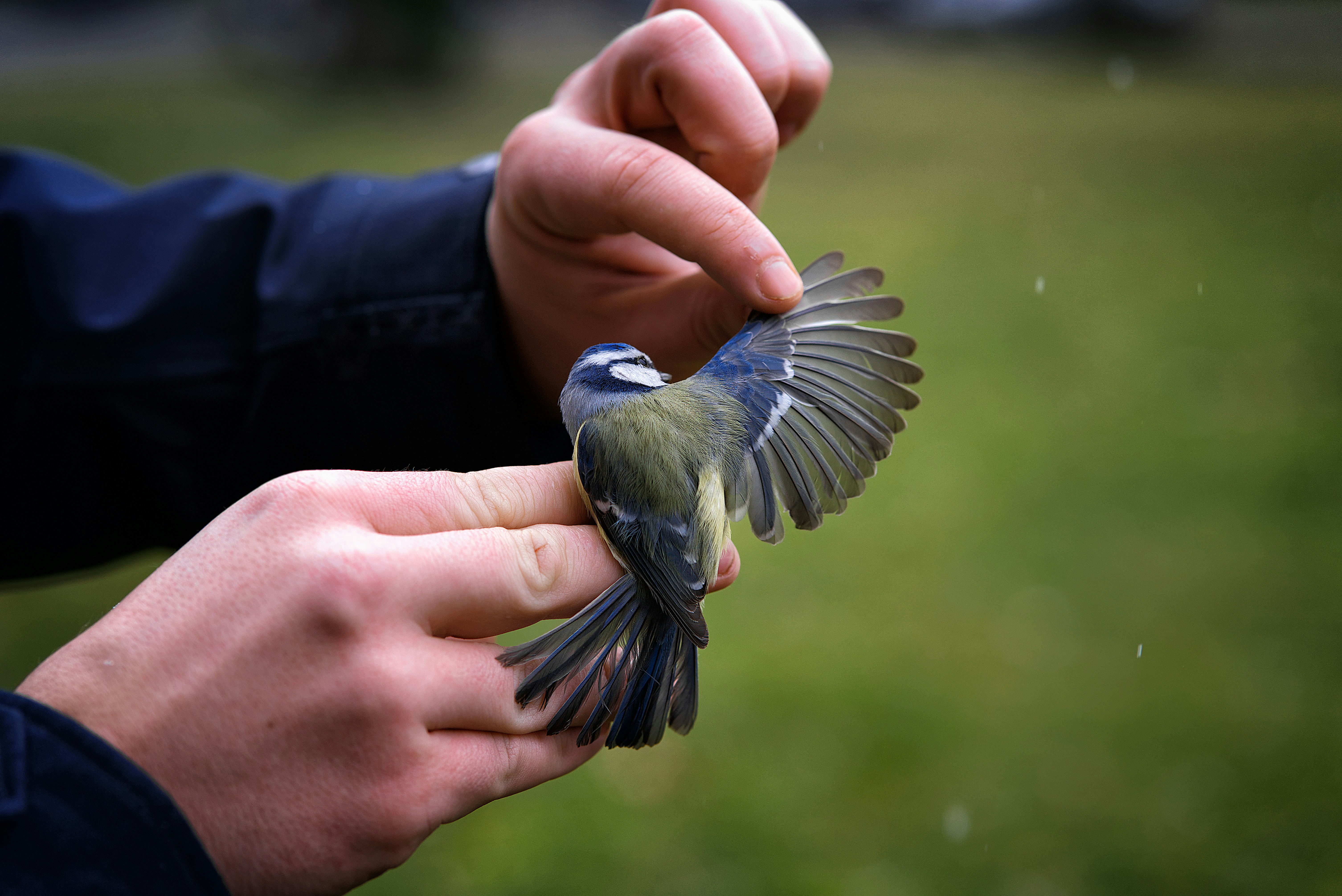 a person holding a small bird in their hands