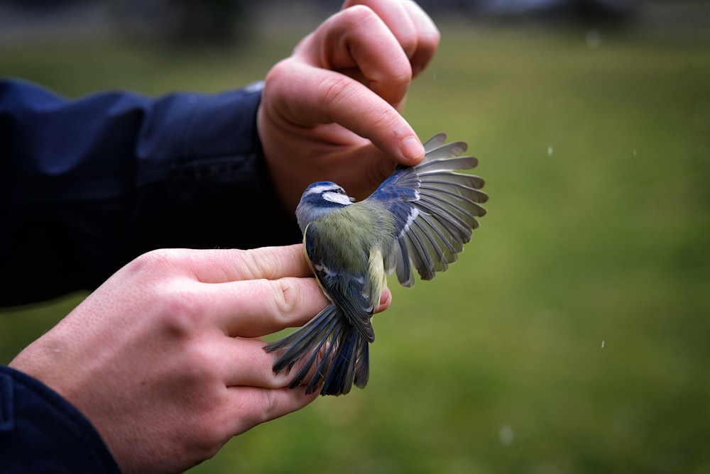 a person holding a small bird in their hands