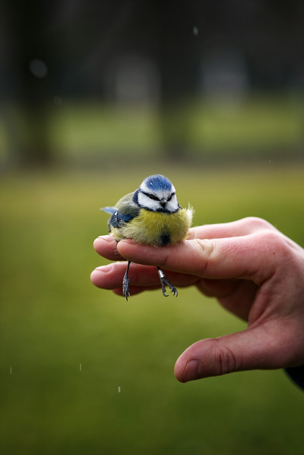 a small blue and white bird perched on a persons hand