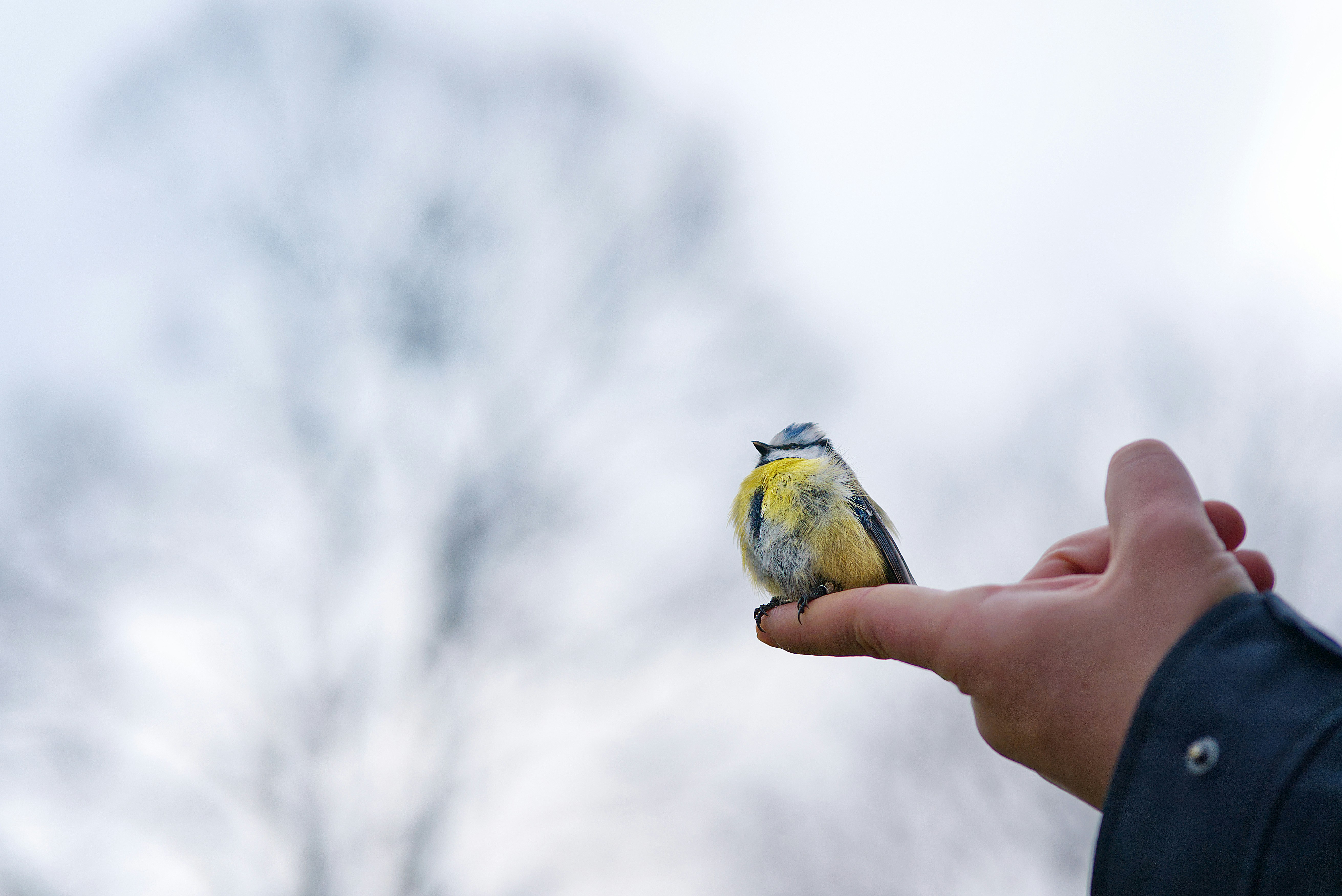 a small bird perched on top of a persons hand