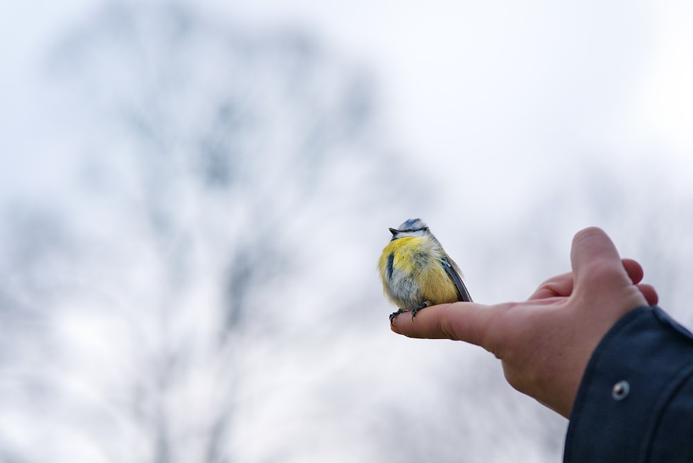 a small bird perched on top of a persons hand
