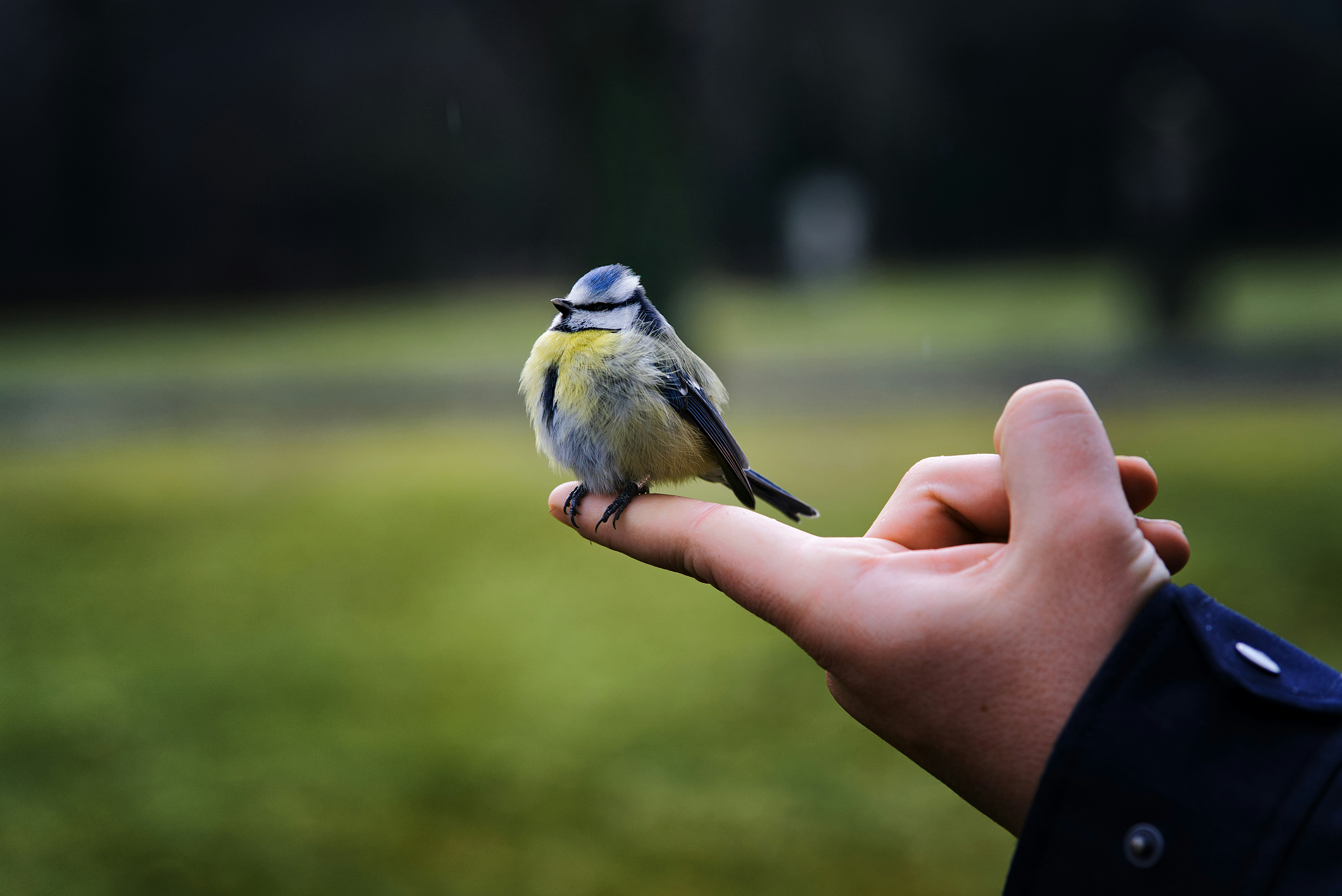 titmouse on finger