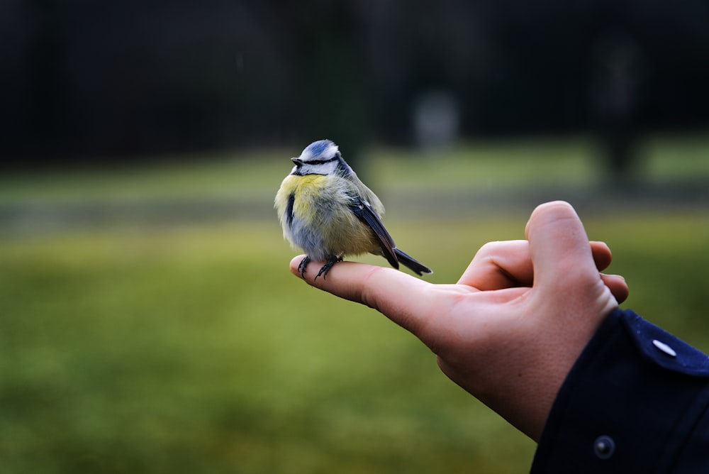 a small bird perched on a persons hand
