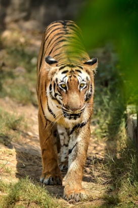 A majestic tiger walks along a dirt path surrounded by greenery. Its intense gaze and muscular build are evident, while its distinctive orange and black striped coat stands out against the natural background.