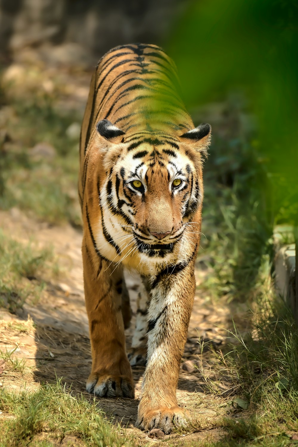 a tiger walking down a dirt road next to a forest