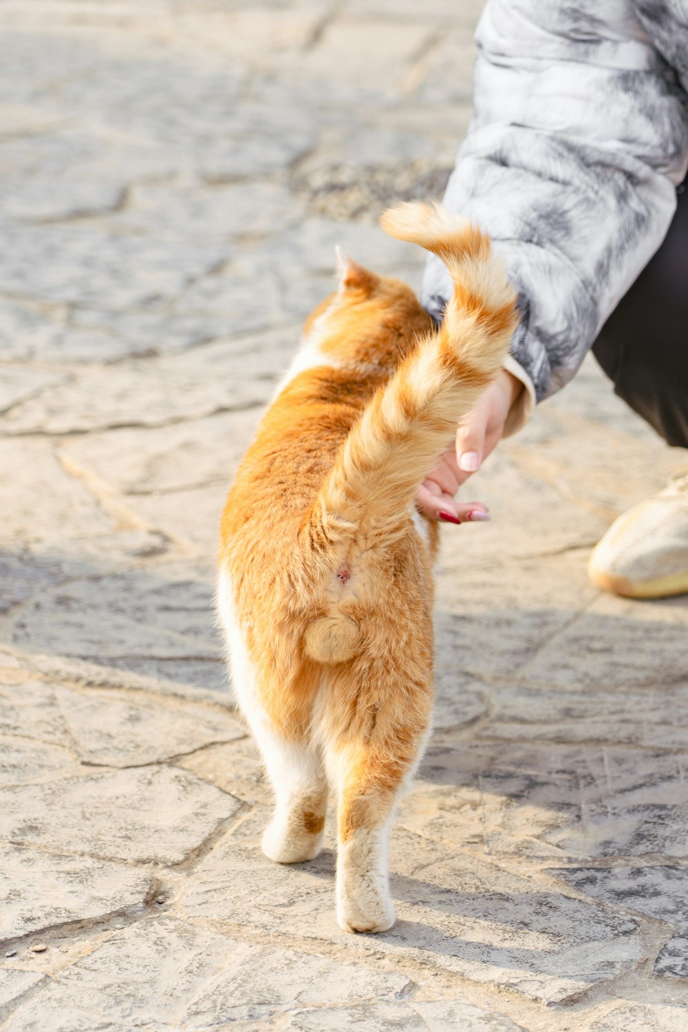 an orange and white cat being petted by a person