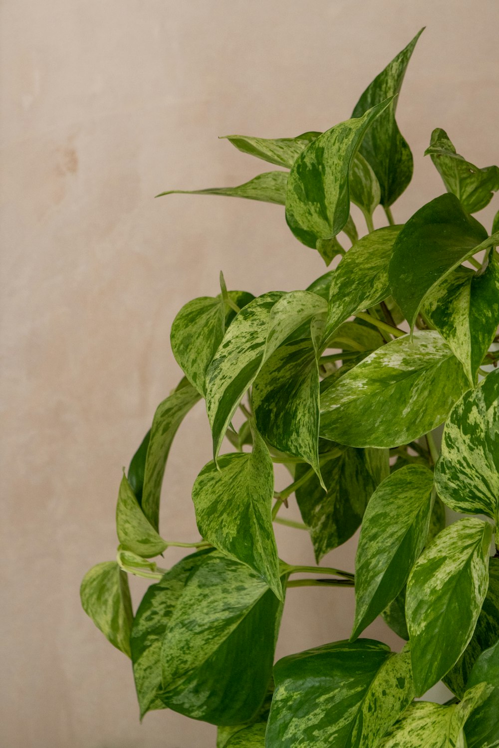 a close up of a plant with green leaves