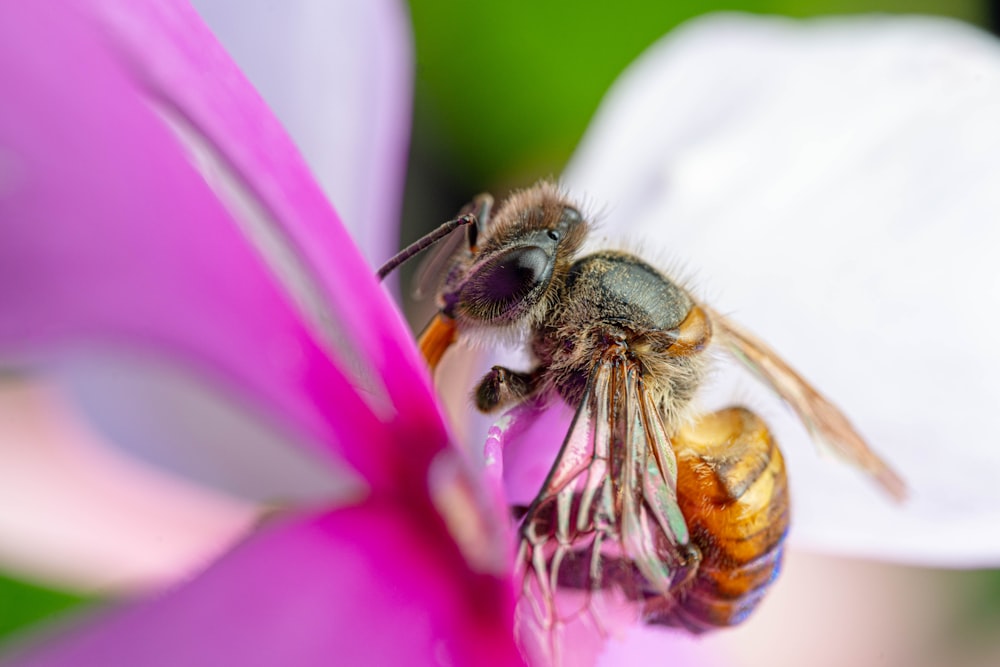 a close up of a bee on a flower