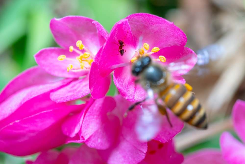 a close up of a bee on a pink flower