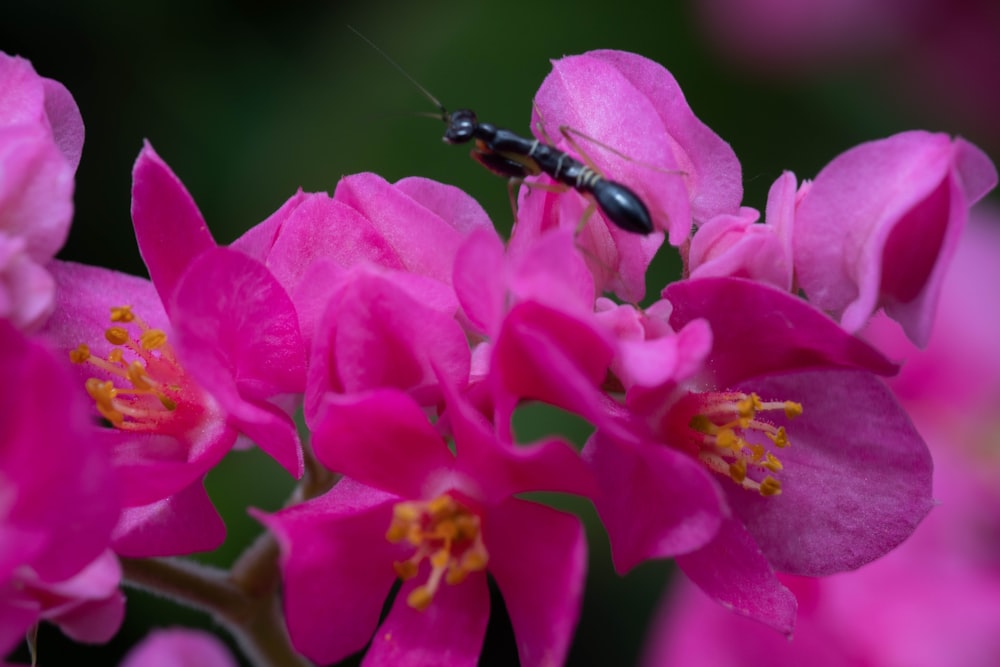 a bug is sitting on a pink flower