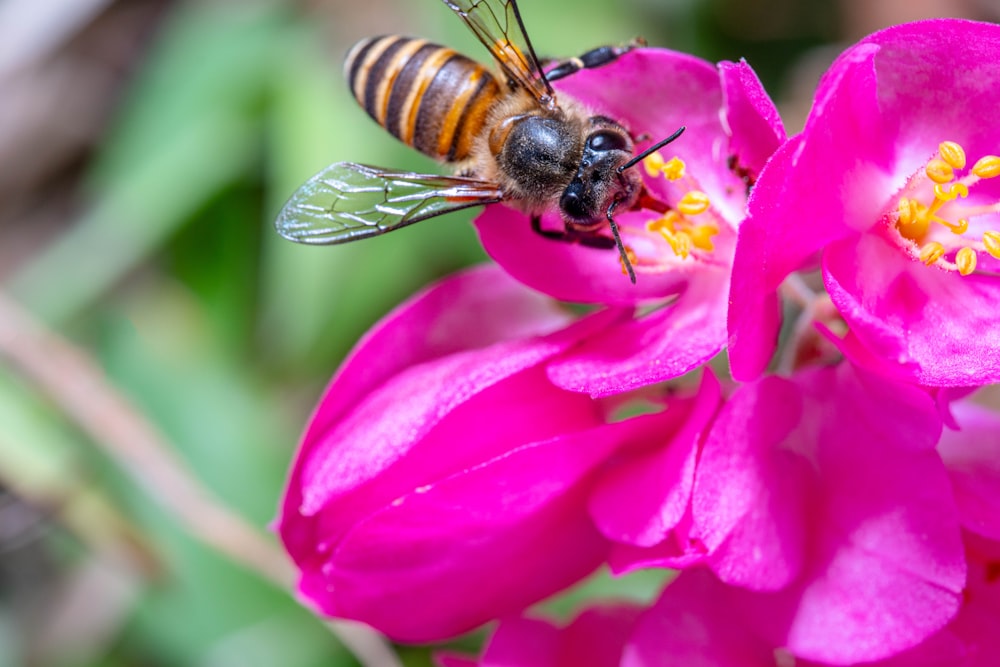 a bee sitting on top of a pink flower